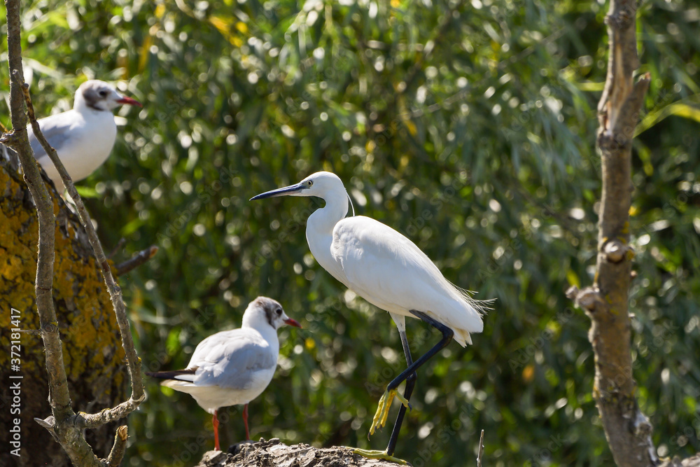 Obraz premium Little egret (egretta garzetta) in the Danube Delta, Romania