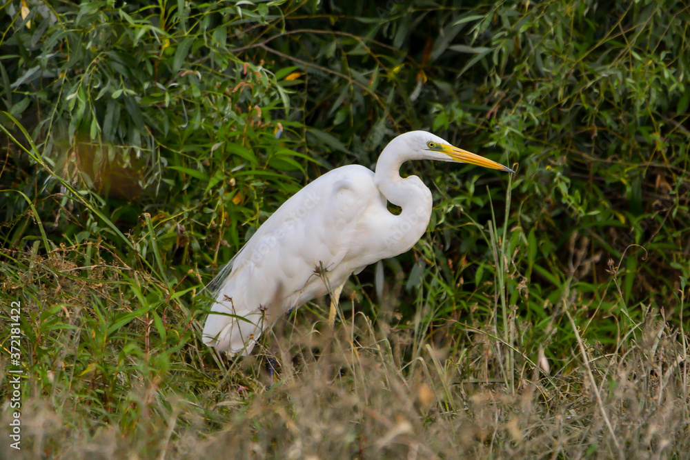 Great Egret (Ardea alba) Common Egret in the Danube Delta, Romania Great Egret (Ardea alba) Common Egret in the Danube Delta, Romania