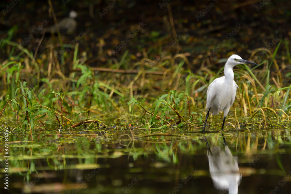 Obraz premium Little egret (egretta garzetta) in the Danube Delta, Romania