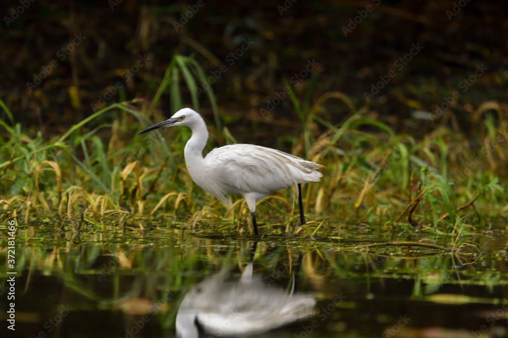 Little egret (egretta garzetta) in the Danube Delta, Romania Little egret (egretta garzetta) in the Danube Delta, Romania