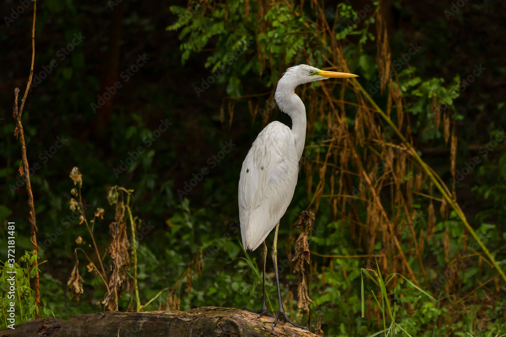 Great Egret (Ardea alba) Common Egret in the Danube Delta, Romania Great Egret (Ardea alba) Common Egret in the Danube Delta, Romania