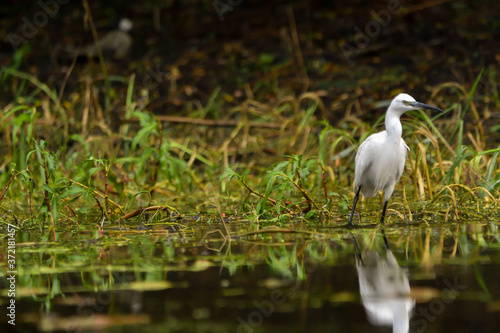 Little egret (egretta garzetta) in the Danube Delta, Romania