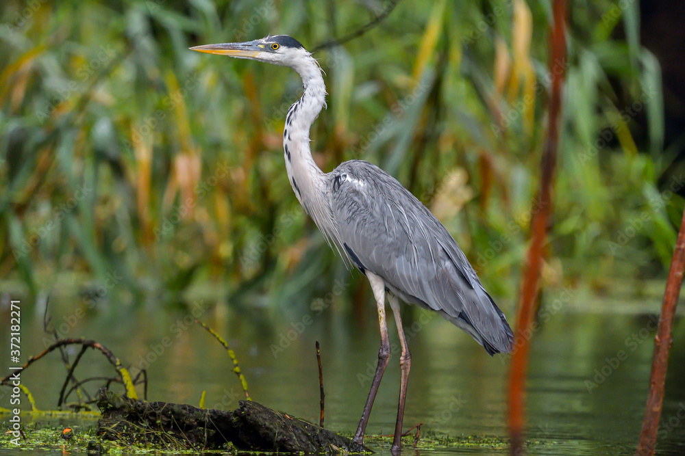 Grey heron bird (Ardea cinerea) in Danube Delta from Romania Grey heron bird (Ardea cinerea) in Danube Delta from Romania