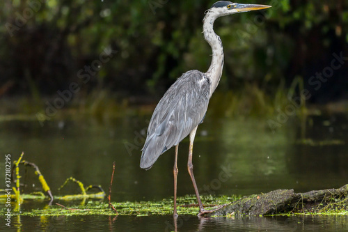 Fotografie Grey heron bird (Ardea cinerea) in Danube Delta from Romania