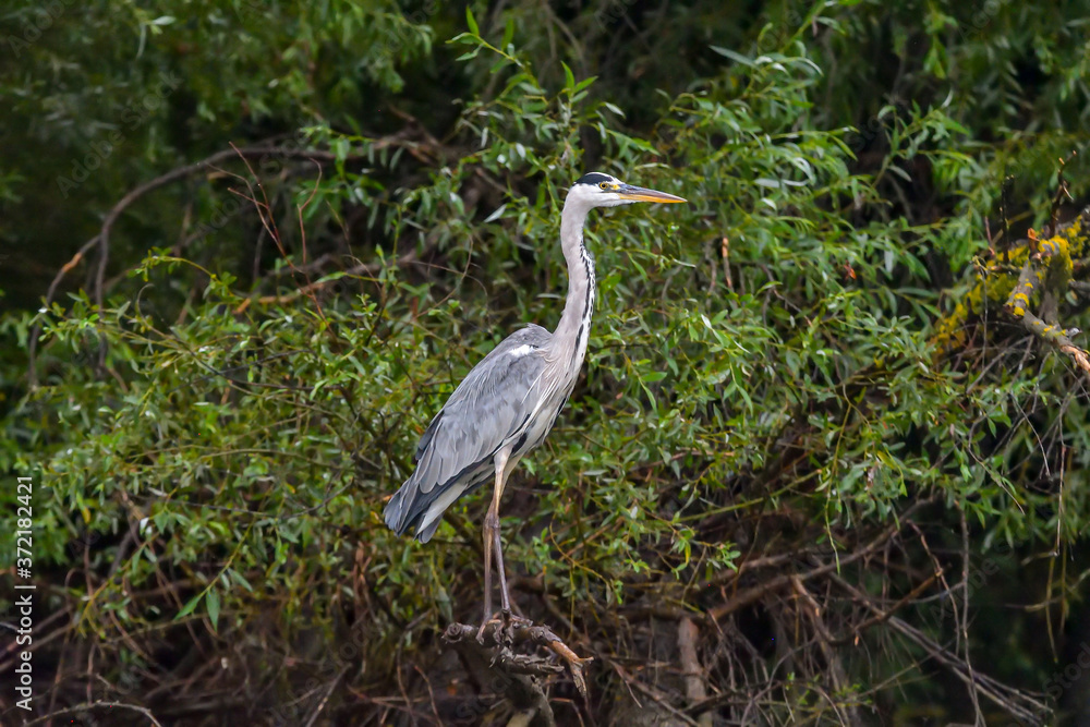 Fototapeta premium Grey heron bird (Ardea cinerea) in Danube Delta from Romania