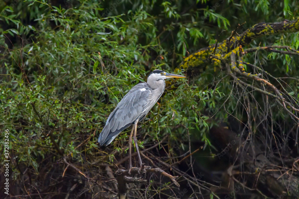 Fototapeta premium Grey heron bird (Ardea cinerea) in Danube Delta from Romania