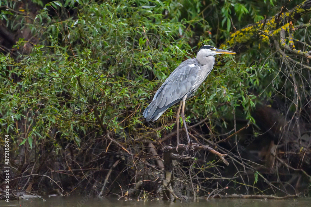 Fototapeta premium Grey heron bird (Ardea cinerea) in Danube Delta from Romania