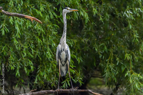 Grey heron bird  Ardea cinerea  in Danube Delta from Romania