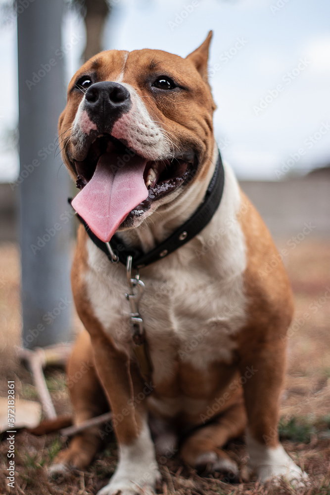 cute  adorable American bully puppy at the park