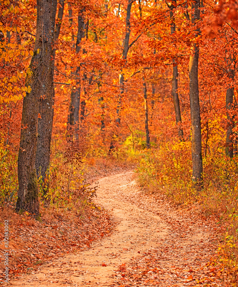 Obraz premium Wonderful Pathway in the forest at autumn