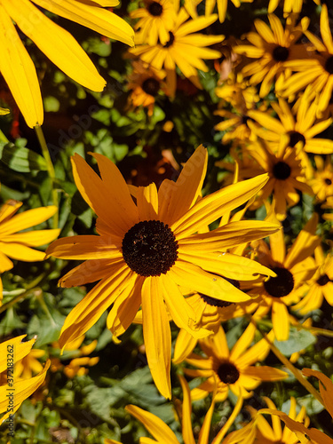 Close-up of yellow black-eye Susan flowers. photo