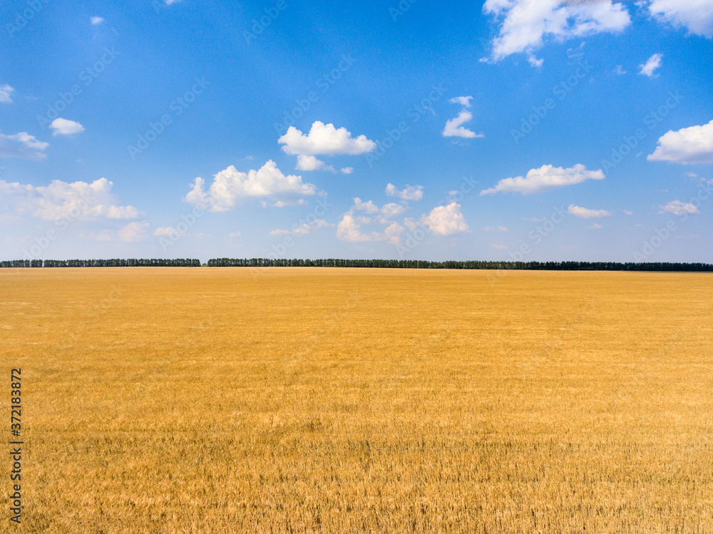 Agriculturally used areas with yellow ripe wheat, sunny day with blue sky, panorama Agriculturally used areas with yellow ripe wheat, sunny day with blue sky, panorama