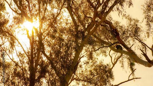 Canvas Print koala asleep in tree sunset