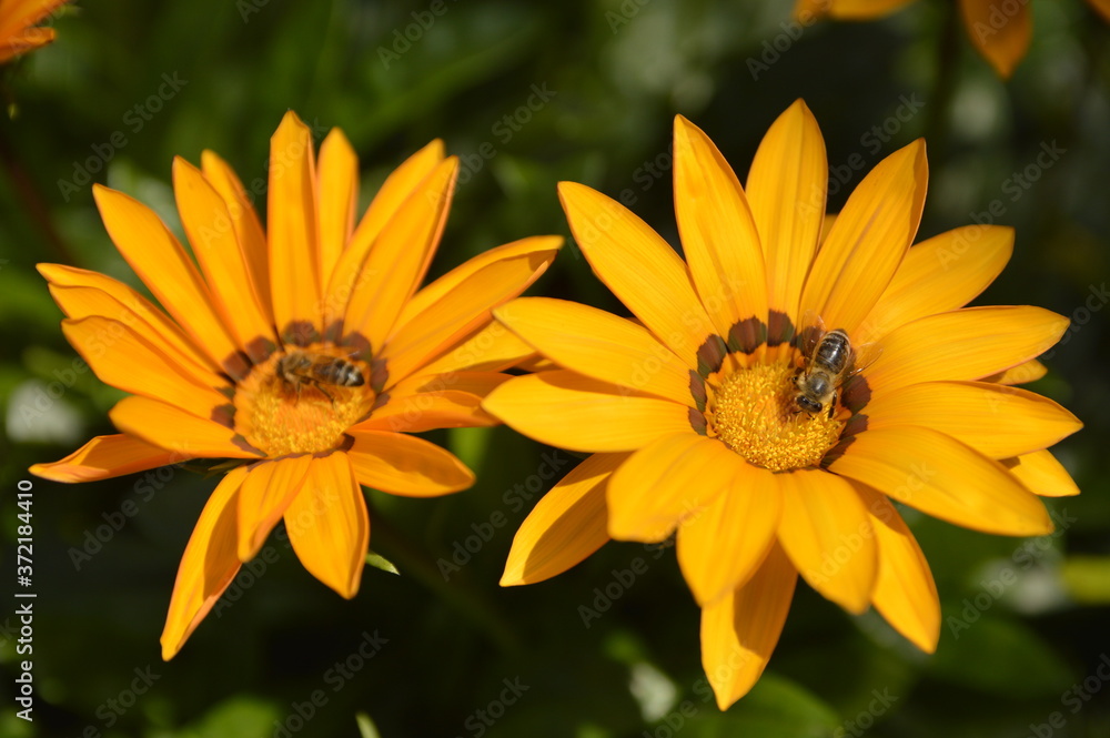 yellow blooming treasure flowers, gazania flowers, with bees collecring pollen, close up yellow blooming treasure flowers, gazania flowers, with bees collecring pollen, close up