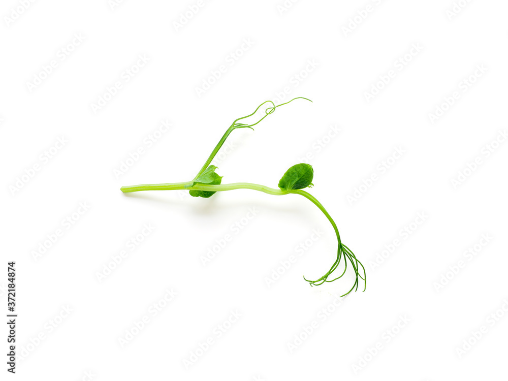 Micro greens - sprouts peas isolated on white background. Top view or flat lay.
