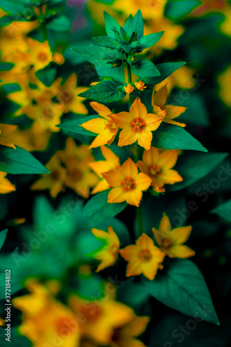 Blooming yellow moneywort flower close up, colorful and vivid plant, natural ...