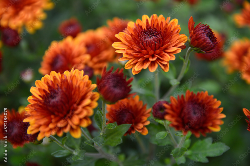 blooming orange chrysanthemums in the garden close up blooming orange chrysanthemums in the garden close up