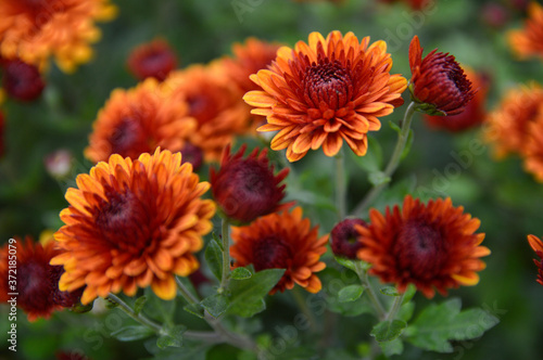 blooming orange chrysanthemums in the garden close up