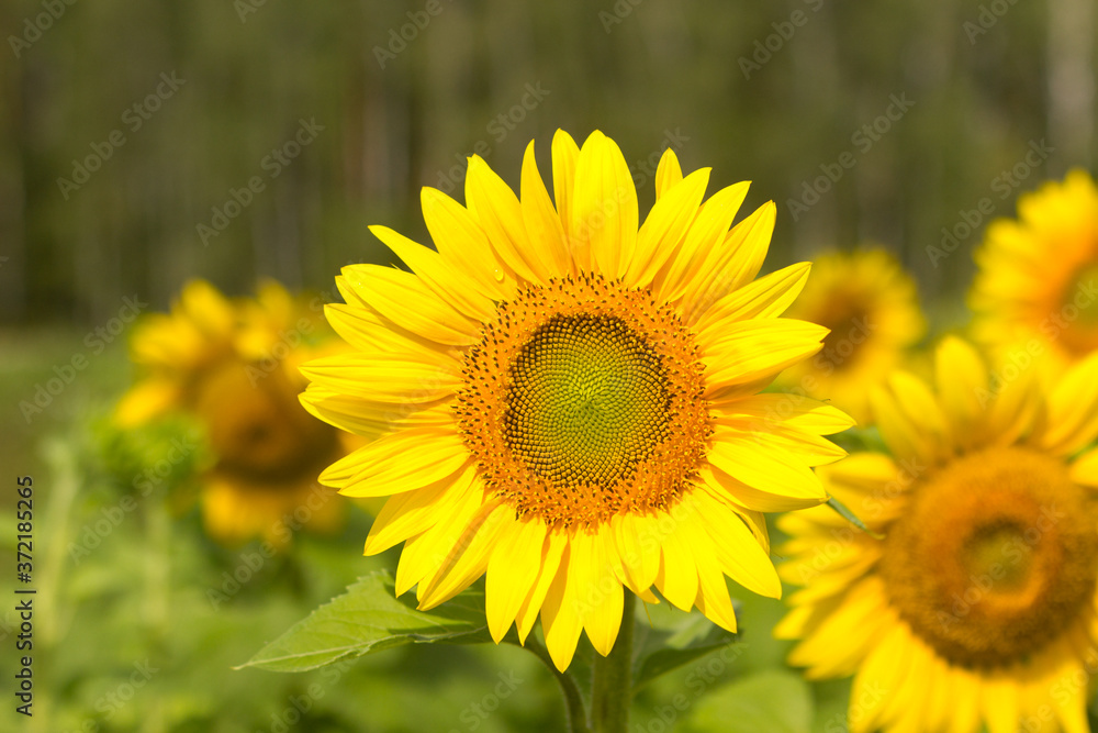 Vegetation in Sol-Iletsk, Russia. Travel across Russia. Plants and flowers.