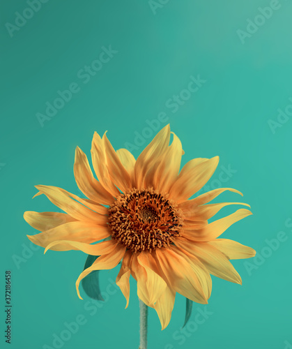 Sunflower on a green paper background. Minimalist floral background.