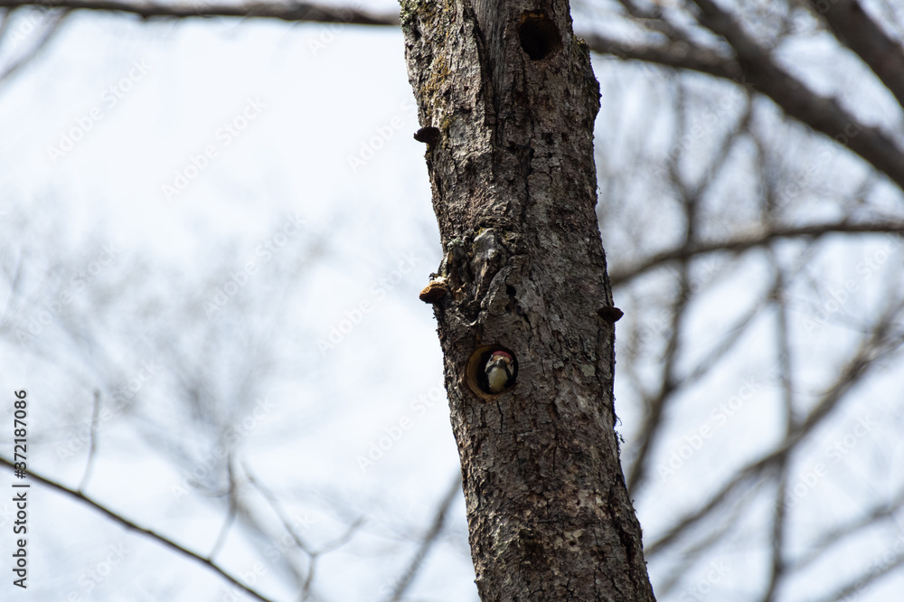 巣穴から顔を出す鳥　　オオアカゲラ