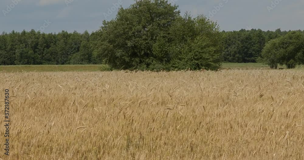 the wheat flutters in the wind, a beautiful field of grain the wheat flutters in the wind, a beautiful field of grain
