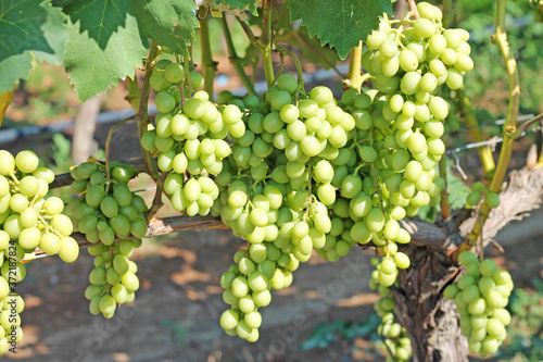 Wallpaper Mural Bunches of white grapes on the vineyard Torontodigital.ca