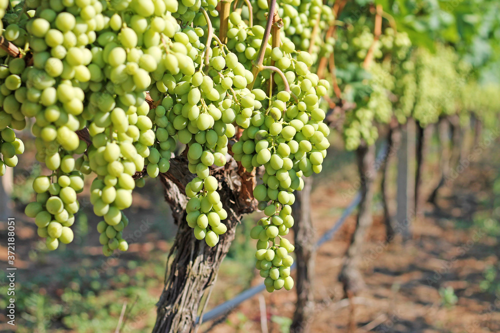 Bunches of white grapes on the vineyard