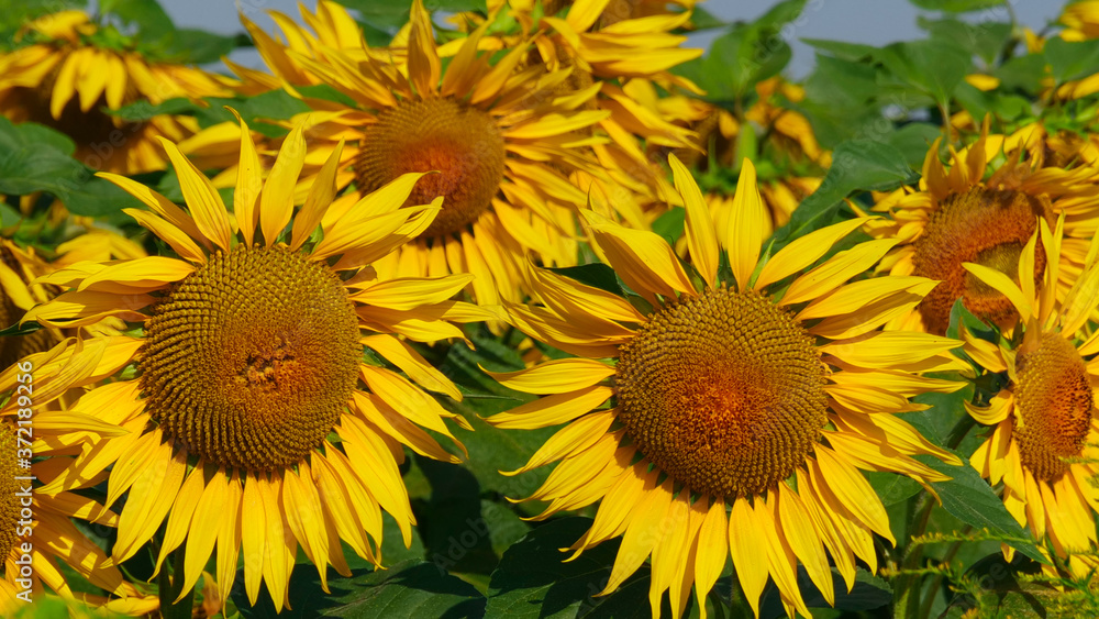 Obraz premium View of sunflowers field and yellow sunflower in bloom. Bright summer wallpaper with vibrant sunflowers, yellows and greens.