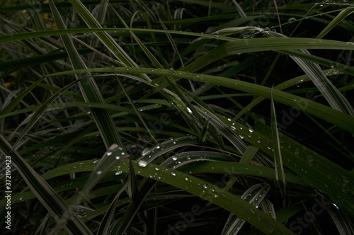 Krople wody na roślinach trawiastych © Natalia