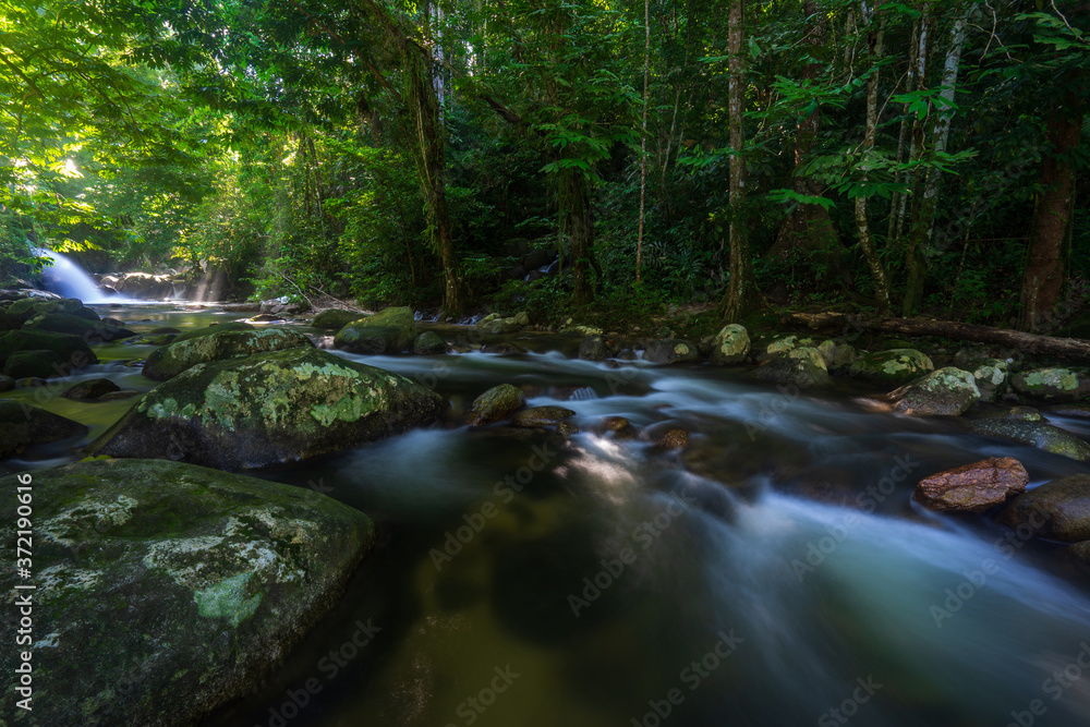 Obraz premium stream in the forest