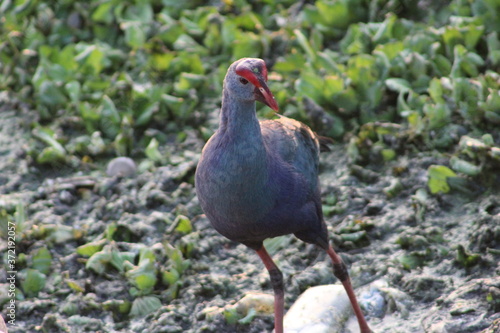 purple moorhen