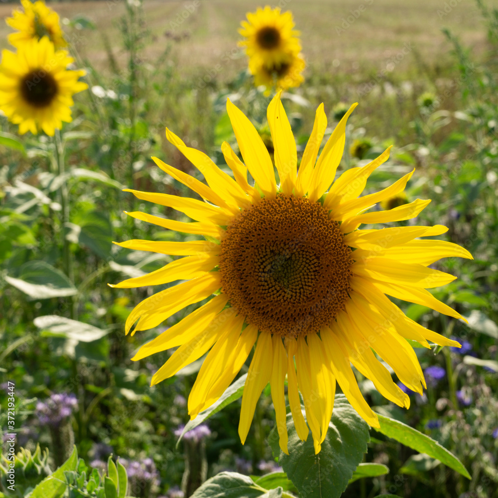Fototapeta premium Sonnenblume (Helianthus annuus), Nordrhein-Westfalen, Deutscland, Europa