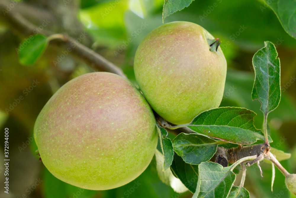 Äpfel am Baum, Nordrhein-Westfalen, Deutscland, Europa Äpfel am Baum, Nordrhein-Westfalen, Deutscland, Europa