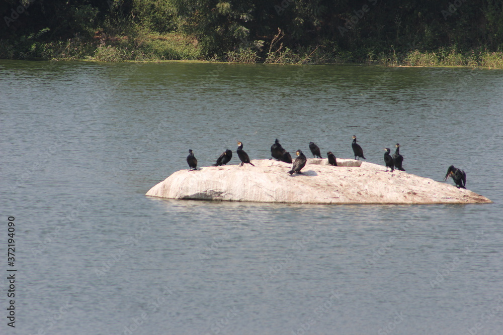 Fototapeta premium little cormorant