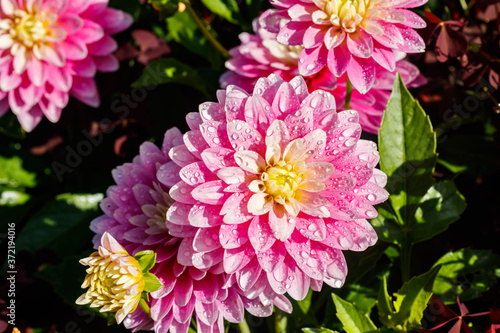 Pink dahlia flowers with raindrops growing in the garden