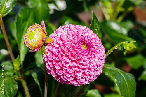 Pink dahlia flower with raindrops growing in the garden