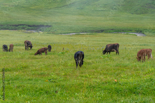 Lots of cows in a mountain green pasture