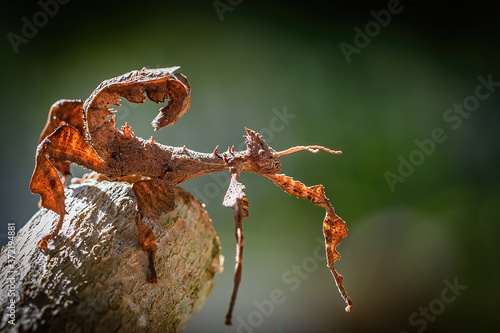 Photos Australian Spiny Stick Insect