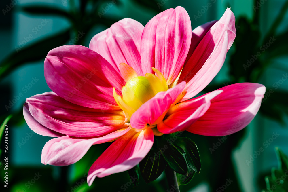 Pink dahlia flower growing in the garden