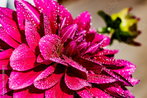 Purple dahlia flower with raindrops growing in the garden