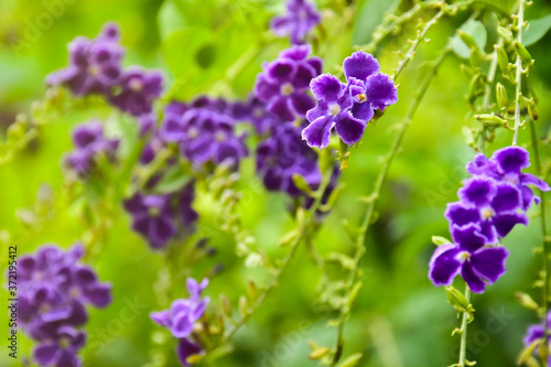 Pigeon berry flowers with natural background. © Sophon_Nawit