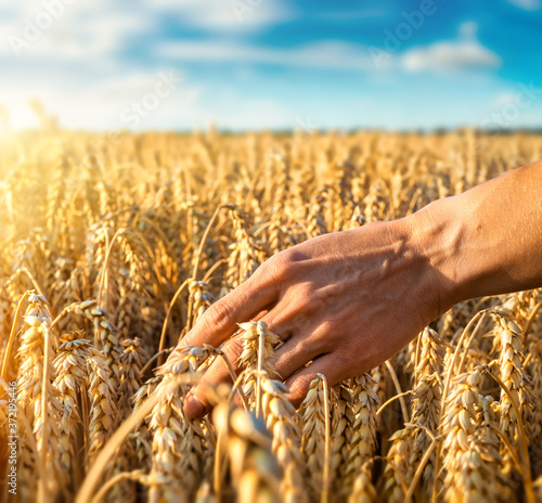 Golden heads of wheat