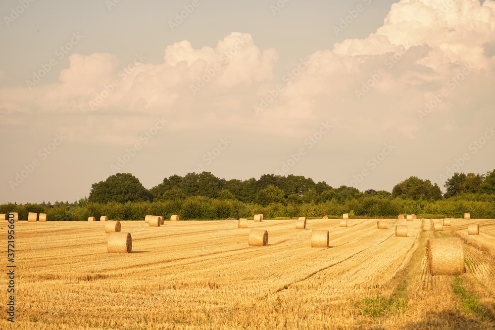 straw bales on field with trees in background straw bales on field with trees in background