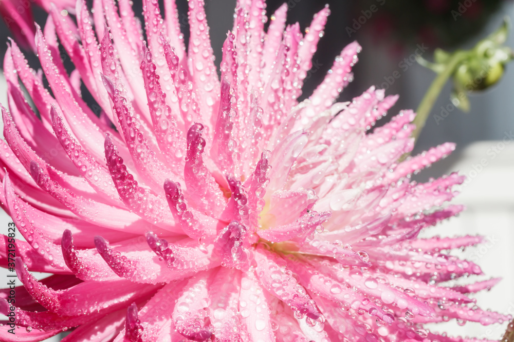 Pink dahlia flower with raindrops growing in the garden