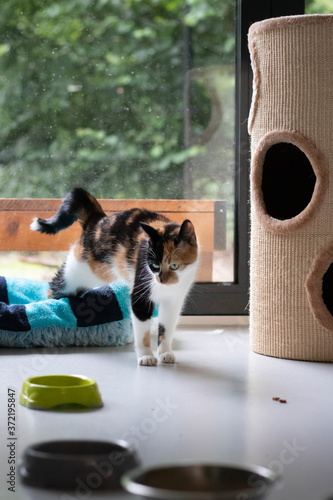 Cute rescue calico cat with green eyes stretching in an animal shelter while waiting to be adopted
