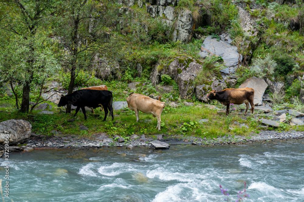 Lots of cows in a mountain green pasture Lots of cows in a mountain green pasture