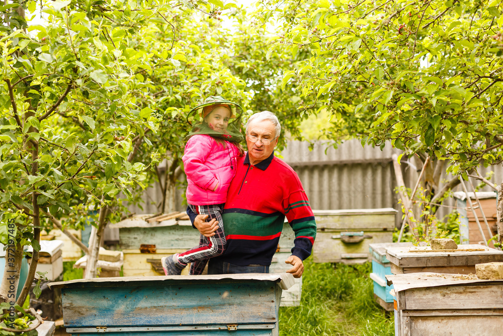 Experienced beekeeper grandfather teaches his granddaughter caring for bees. Apiculture. The concept of transfer of experience Experienced beekeeper grandfather teaches his granddaughter caring for bees. Apiculture. The concept of transfer of experience