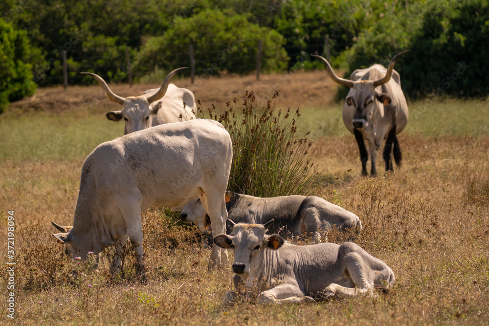 Fototapeta premium Italy Tuscany Grosseto, natural park of the Maremma nature reserve Alberese Uccellina wild animals in the wild