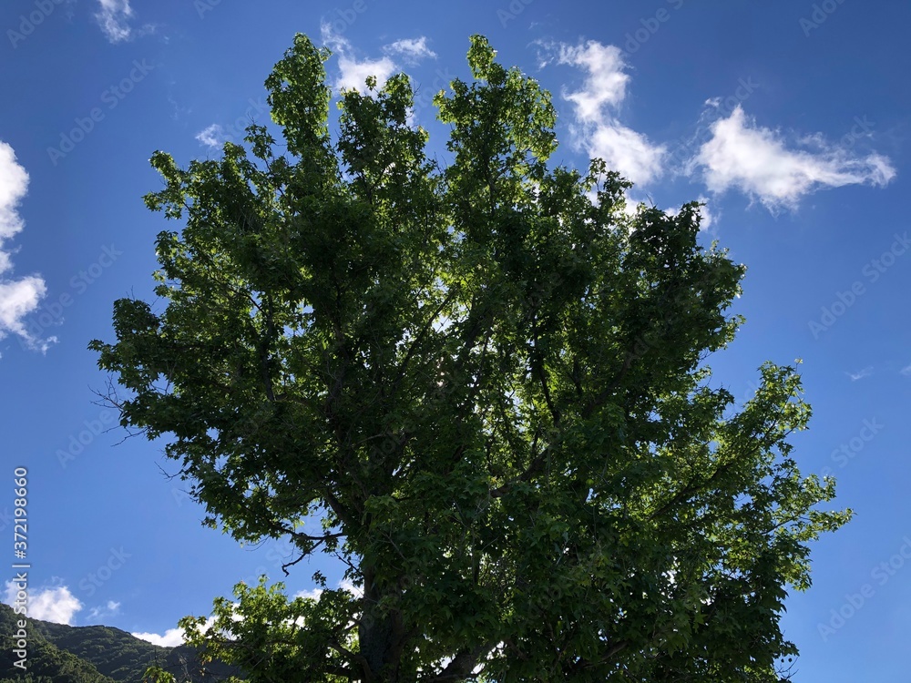 Obraz premium 大きな木